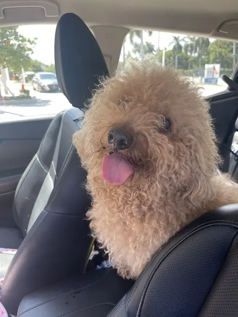 Shaggy