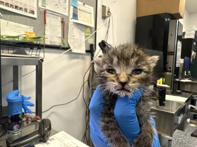 Adoptable Cat