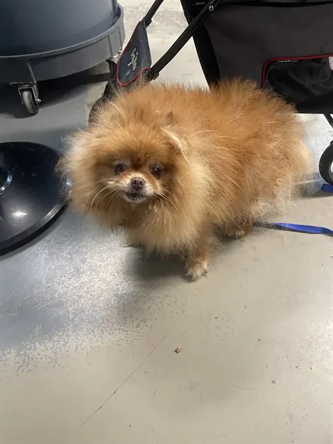 Daphne
