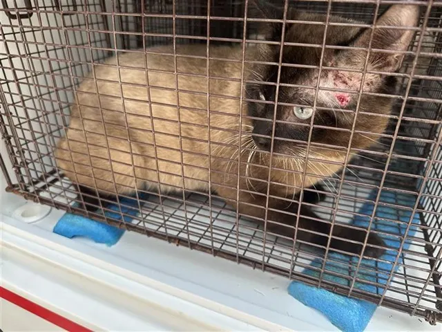 Adoptable Cat