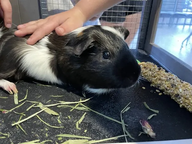 Truffles