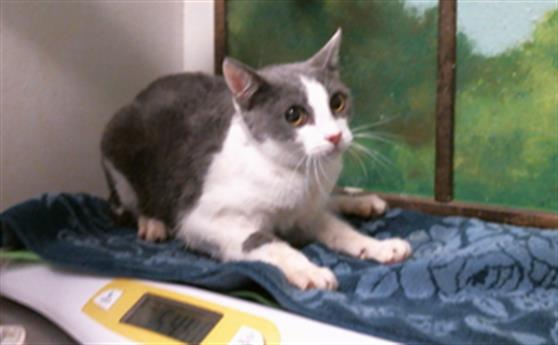 Adoptable Cat