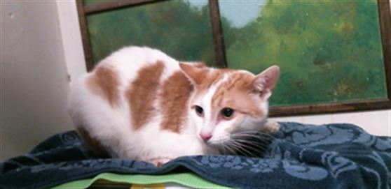 Adoptable Cat
