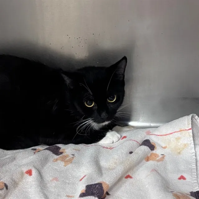 Adoptable Cat
