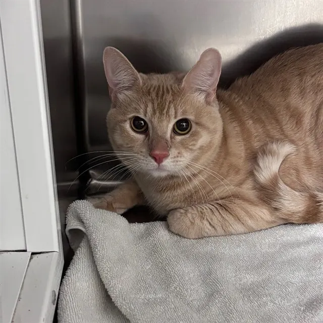 Adoptable Cat