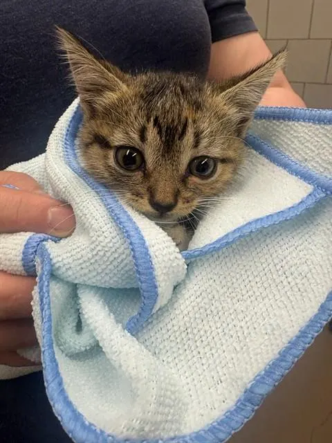 Adoptable Cat