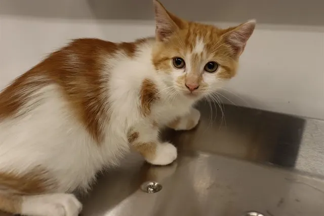 Adoptable Cat
