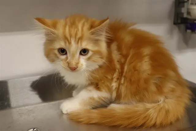 Adoptable Cat