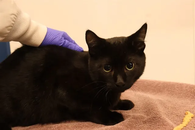 Adoptable Cat