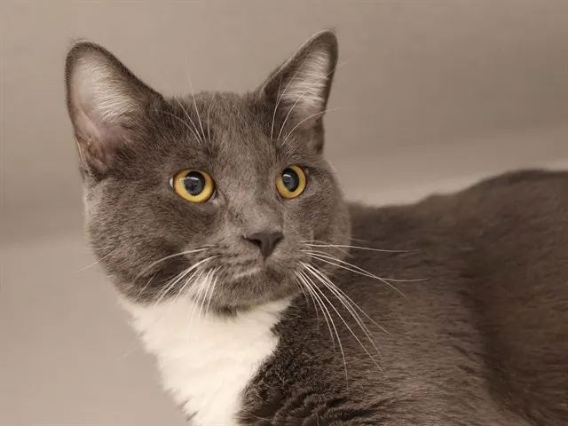 Raja