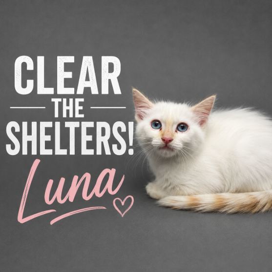 Luna