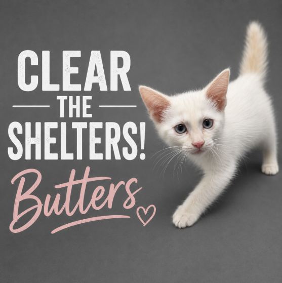 Butters