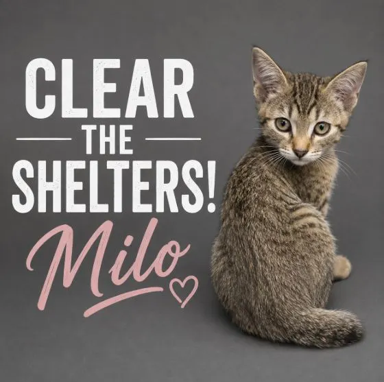 Milo