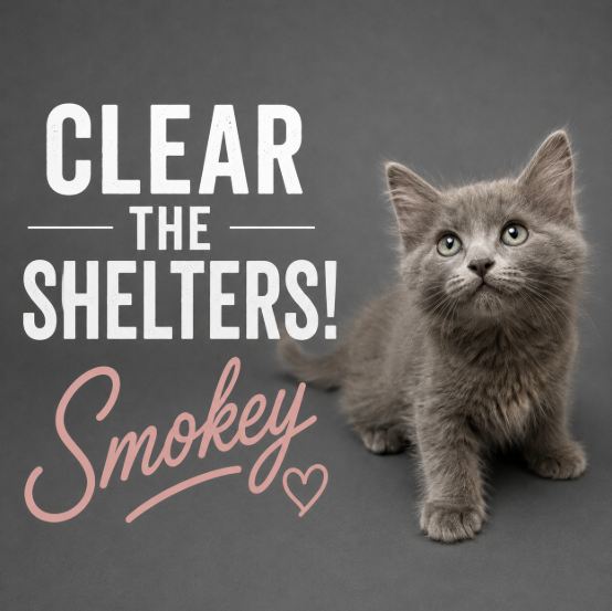 Smokey