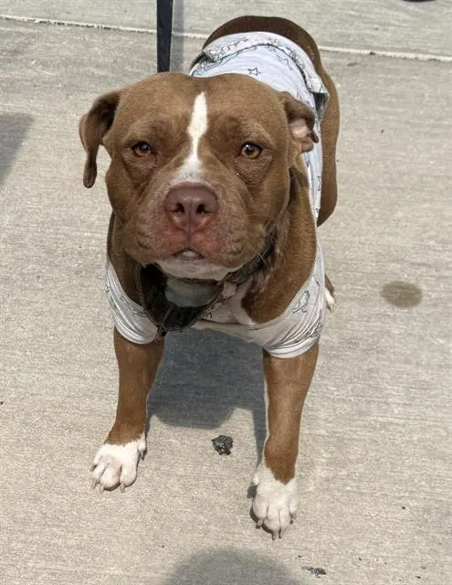Adoptable Dog