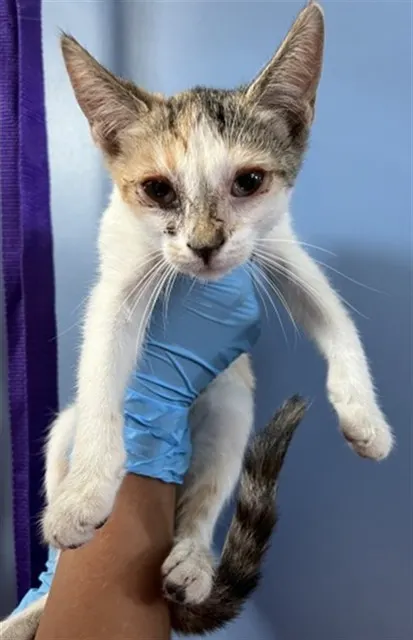 Meowtini