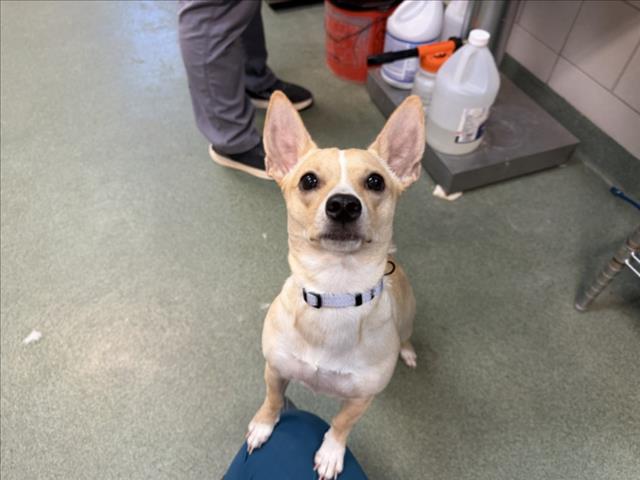 Adoptable Dog