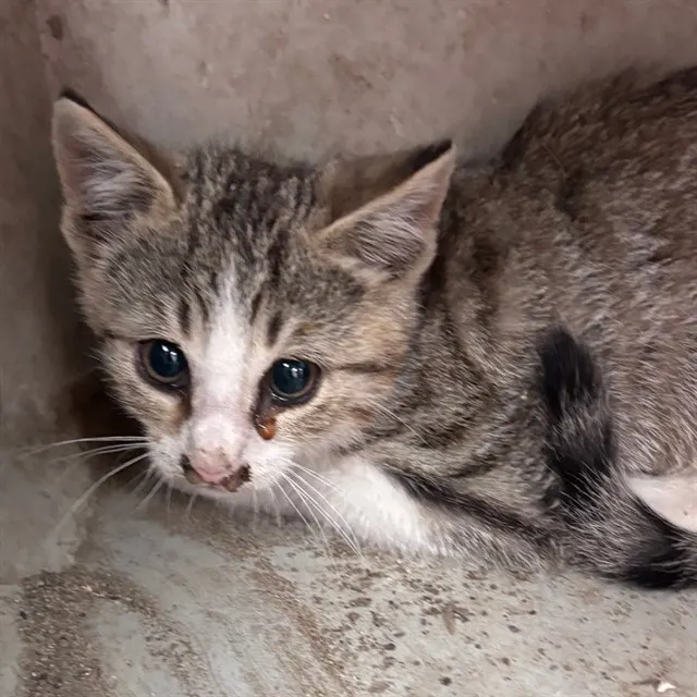 Adoptable Cat