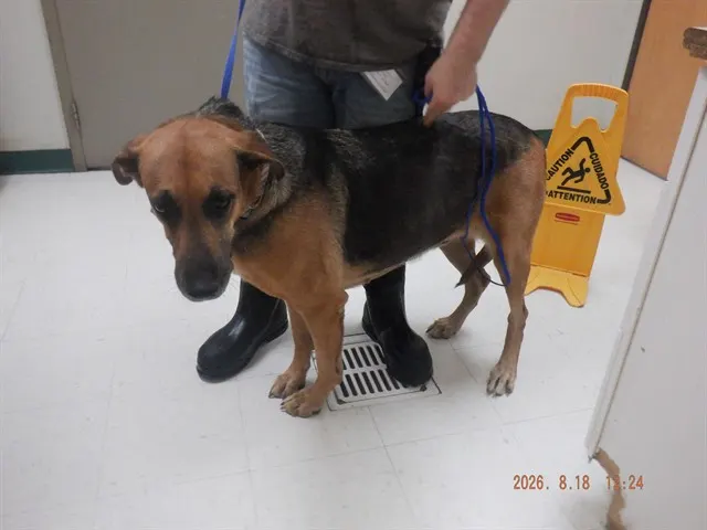 Adoptable Dog