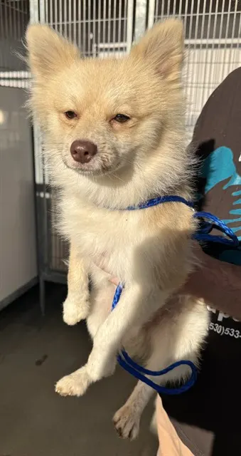 Adoptable Dog
