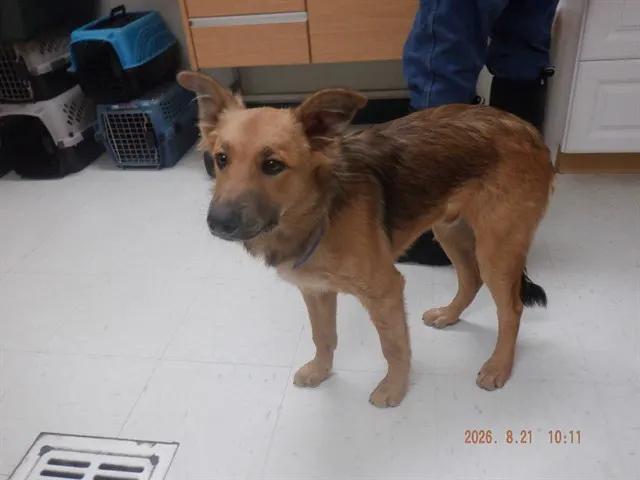 Adoptable Dog