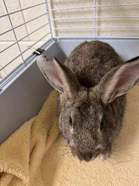 Charlie