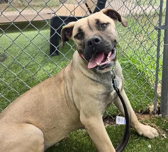 Hazel