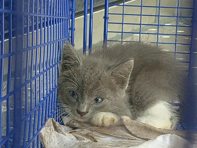 Adoptable Cat