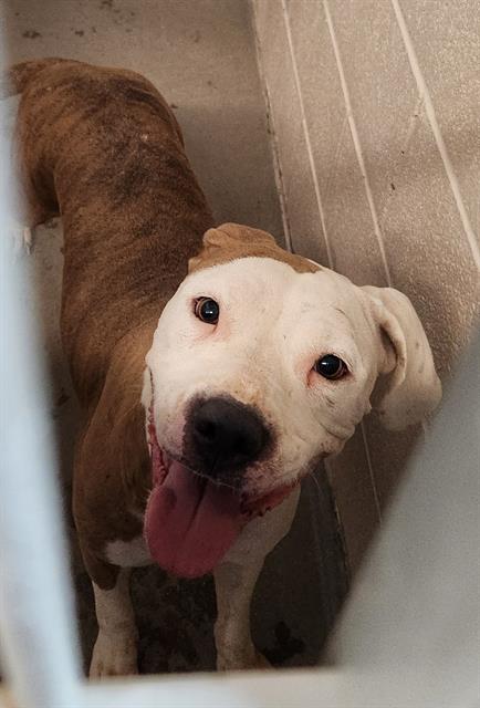 Coco