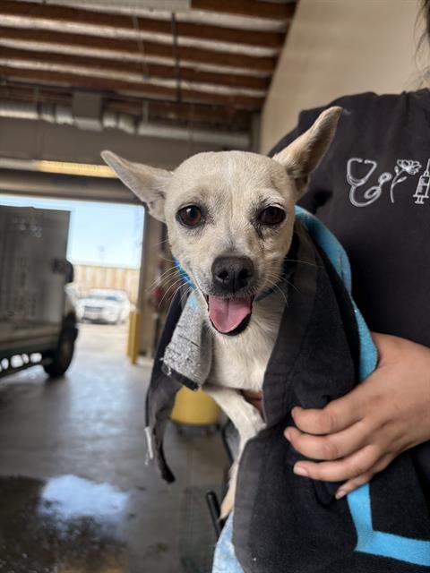 Adoptable Dog