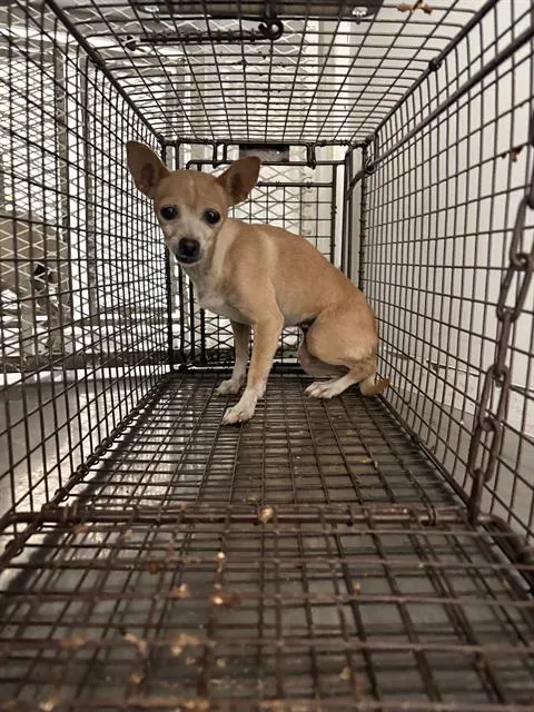 Adoptable Dog