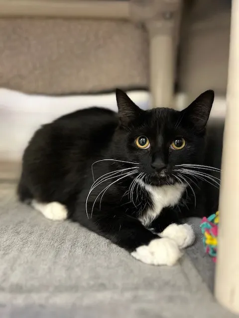 Socks