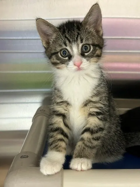 Hutch
