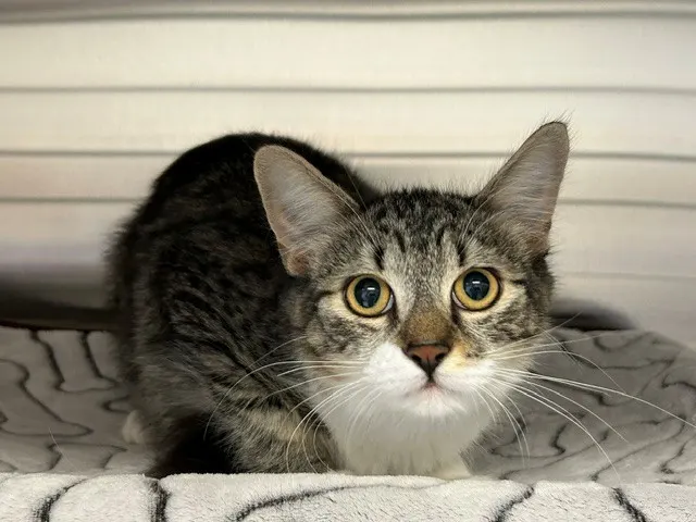 Mimi