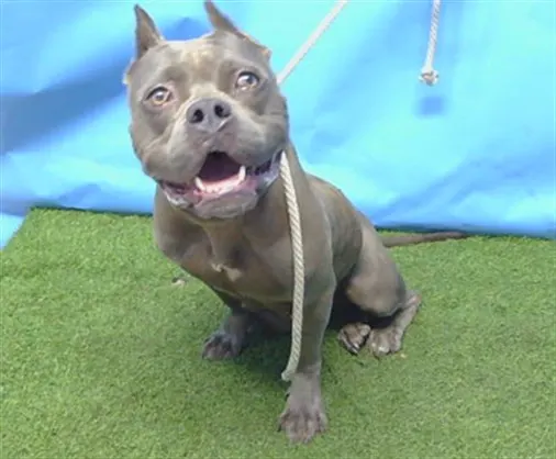 Adoptable Dog