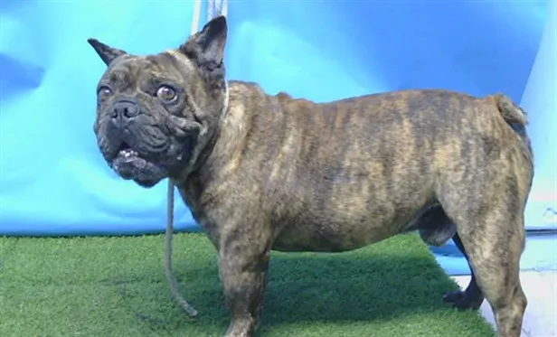 Adoptable Dog