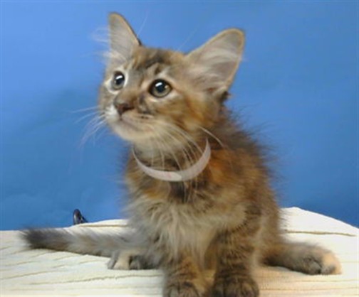 Adoptable Cat