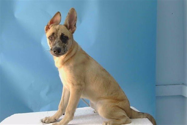 Adoptable Dog