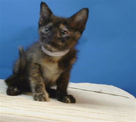 Adoptable Cat