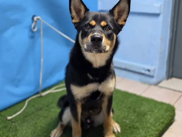 Adoptable Dog