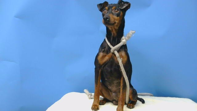 Adoptable Dog