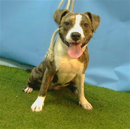 Adoptable Dog