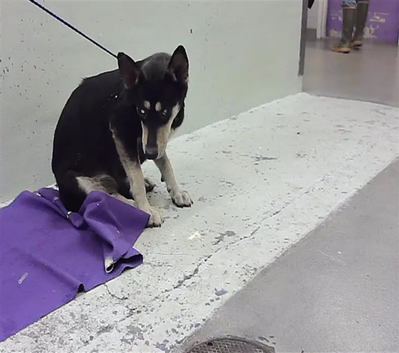 Adoptable Dog