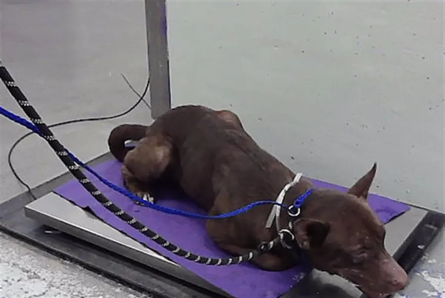 Adoptable Dog