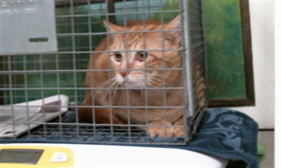 Adoptable Cat