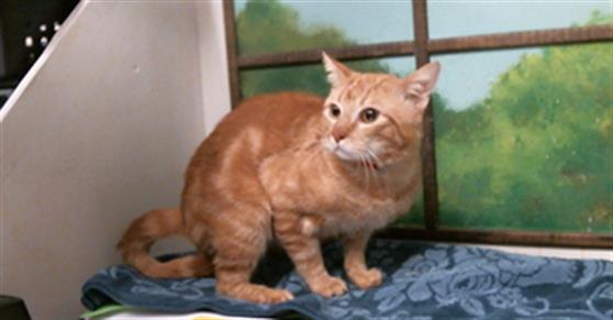 Adoptable Cat