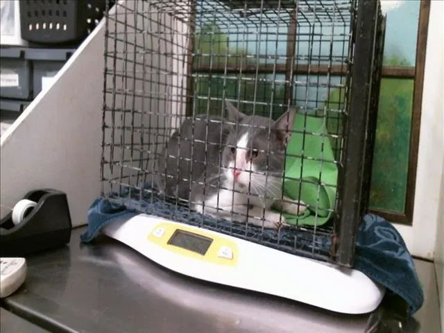 Adoptable Cat