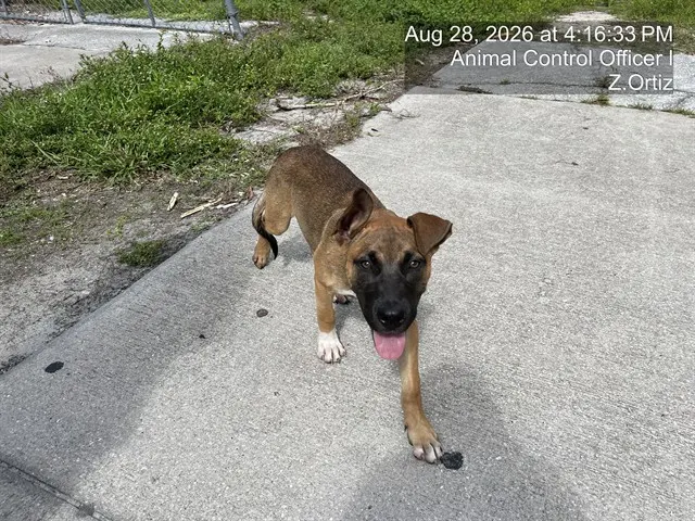 Adoptable Dog