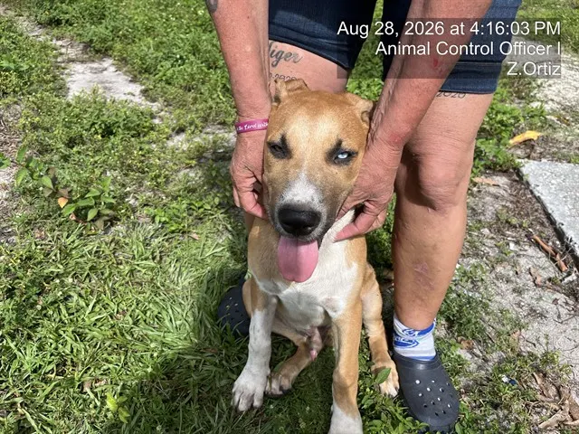 Adoptable Dog
