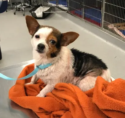 Adoptable Dog
